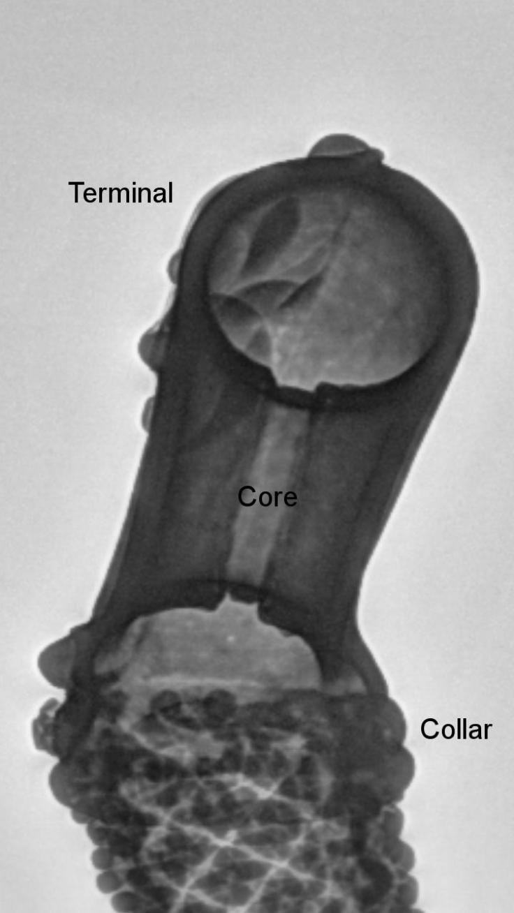 X-ray of the Newark terminal showing added core (Image © T. Machling & R. Williamson)
